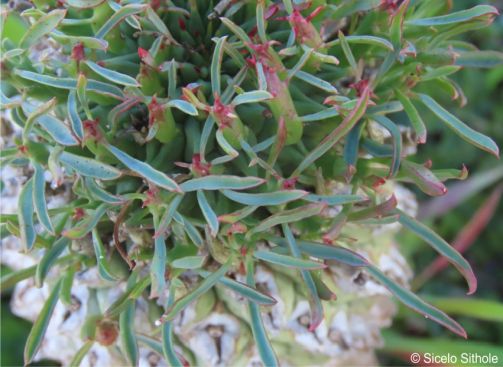 Euphorbia schoenlandii | PlantZAfrica